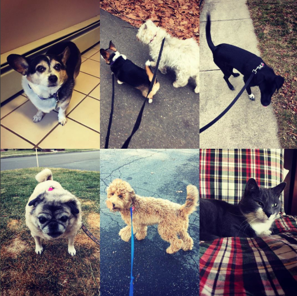 hsh-collage-feb-18-2017