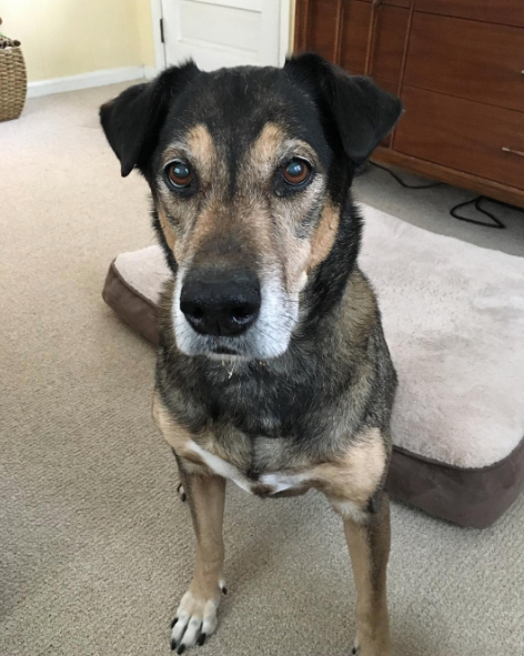 Tyson Jan 10 2017.jpg